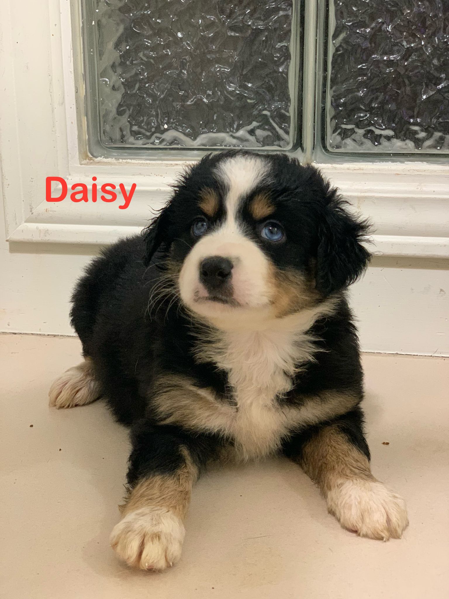 Daisy-image