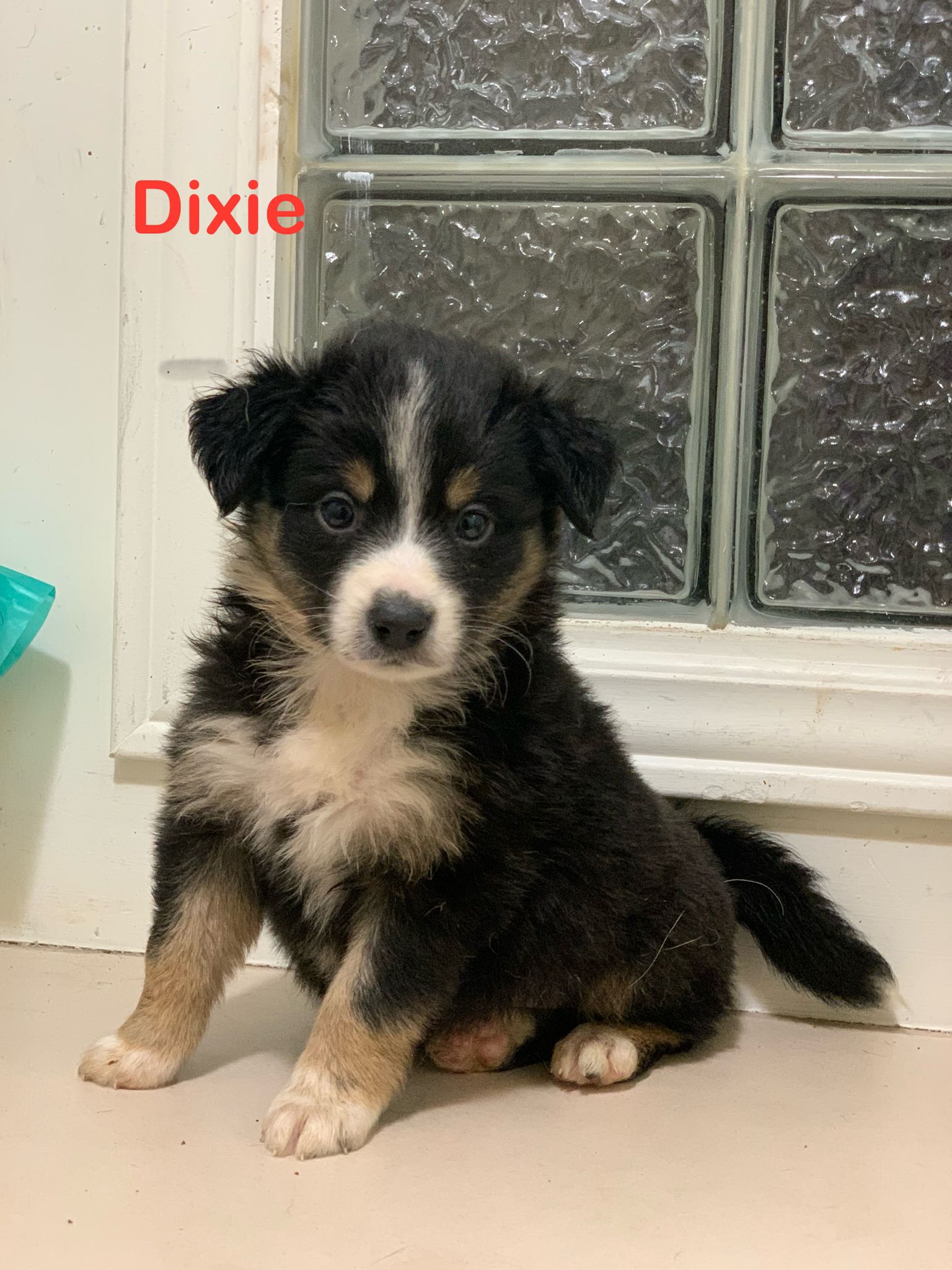 Dixie-image