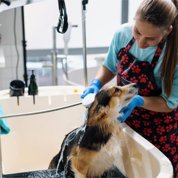 a-groomer-washes-a-corgi-dog-in-the-bathroom-with-2023-12-21-05-23-39-utc (1)