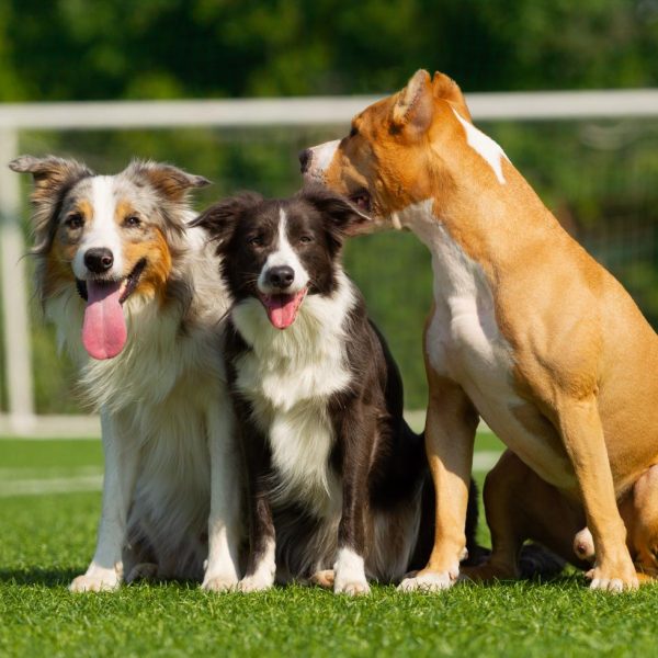 dogs-are-sitting-on-the-green-grass-on-the-backgro-2023-11-27-05-08-23-utc (1)