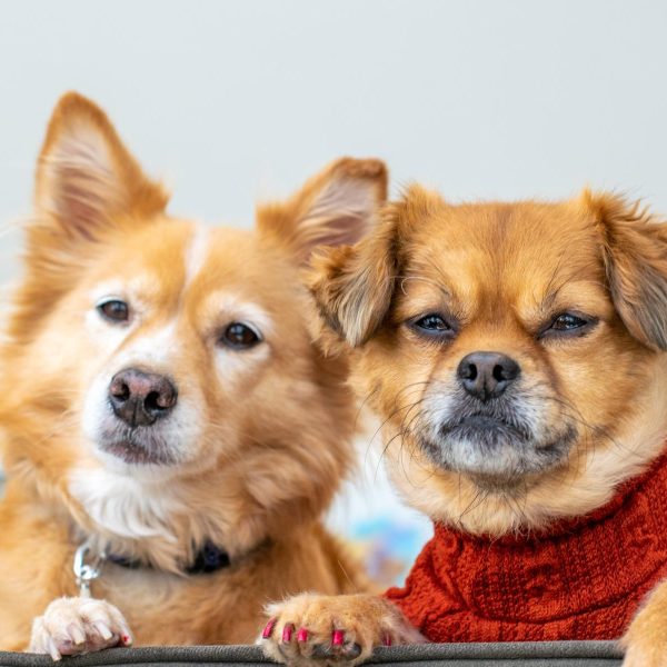 two-cute-dogs-looking-down-at-camera-2023-11-27-05-11-07-utc (1)